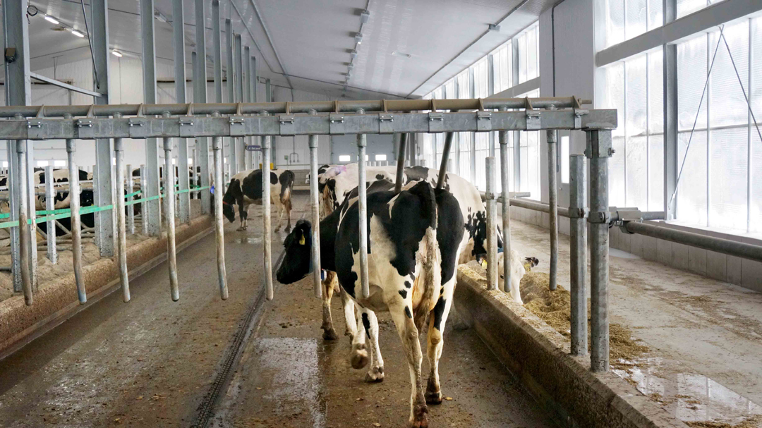 DLS One Way Finger Gates Dairy Lane Systems Dairy Barn